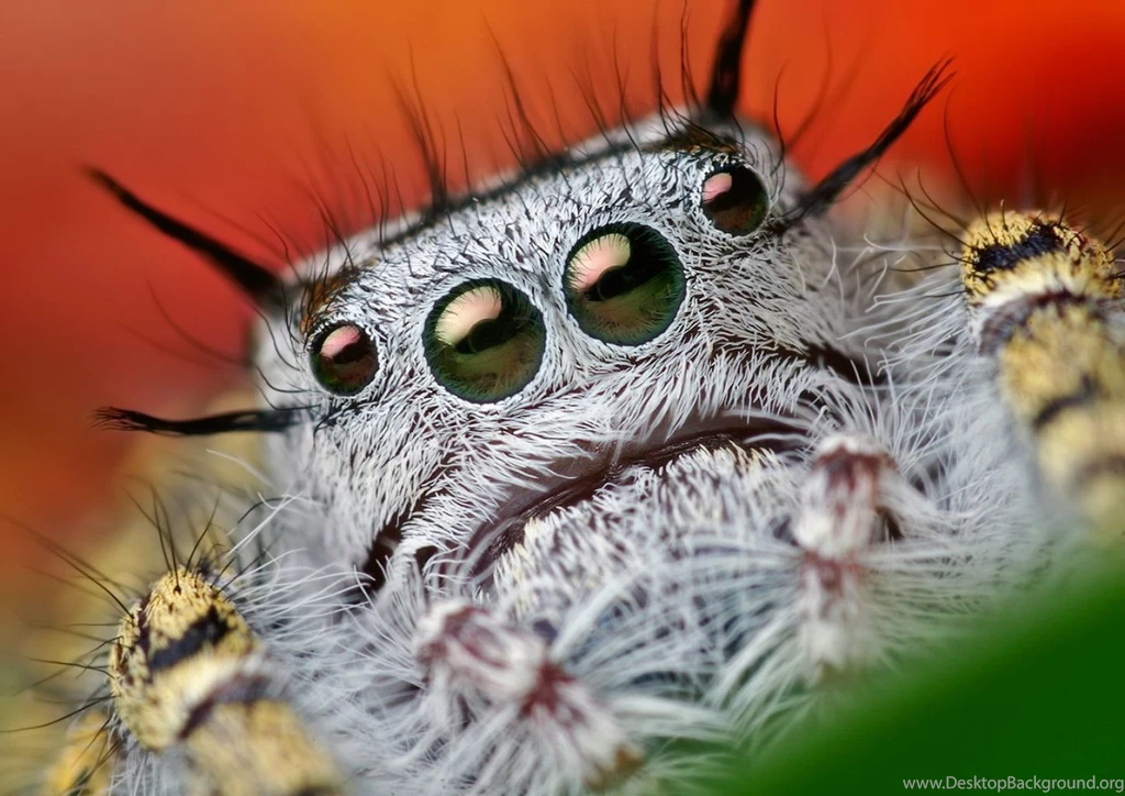 Spider Wallpaper.jpg