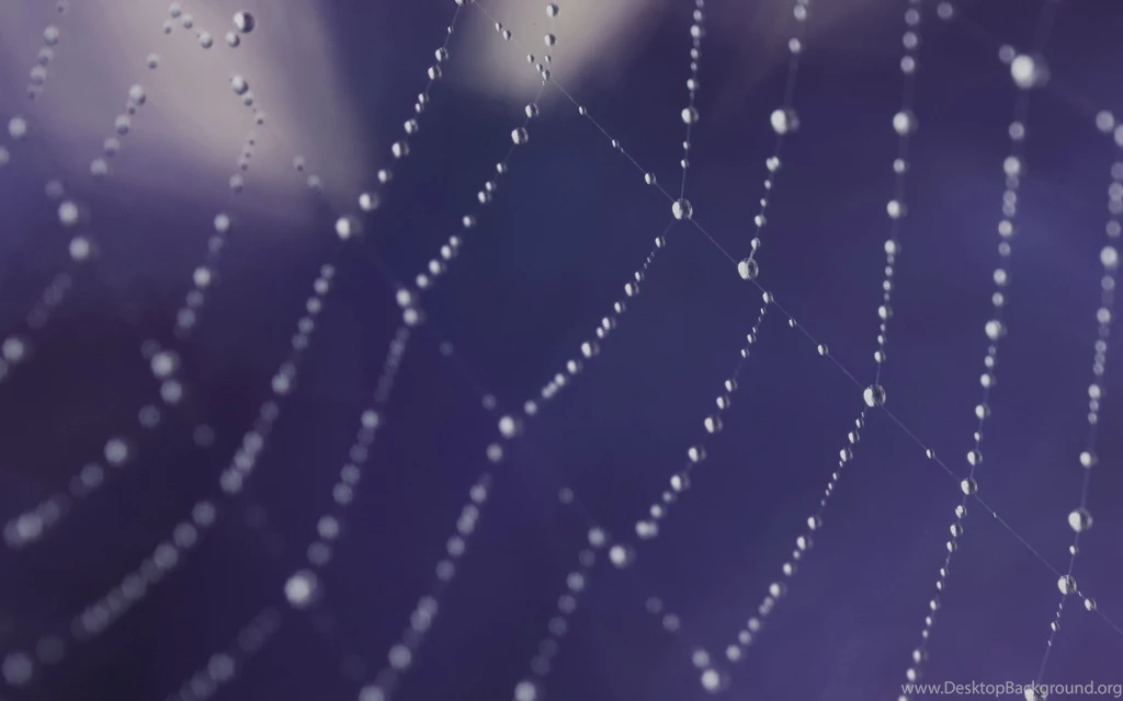 Spider Webs Wallpapers (