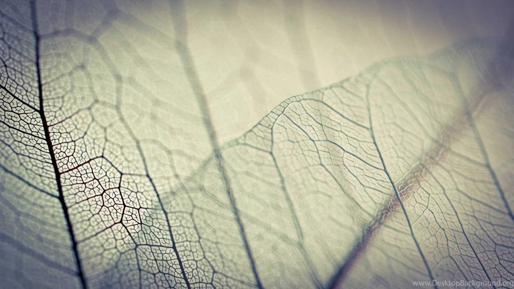 Latest HD Wallpapers   HD Widescreen Wallpapers