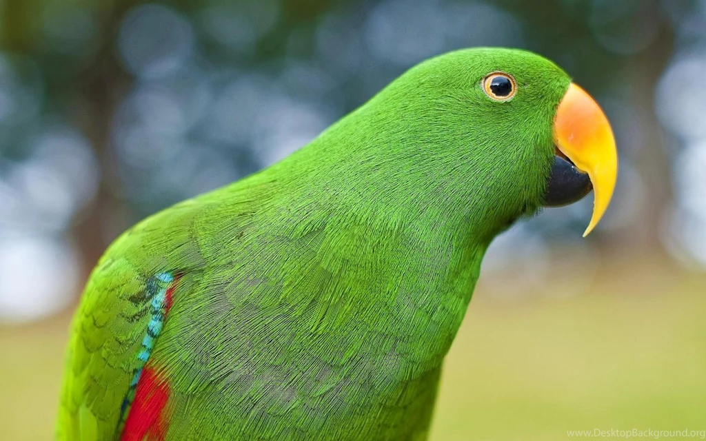 Green Parrot Wallpapers High Definition.