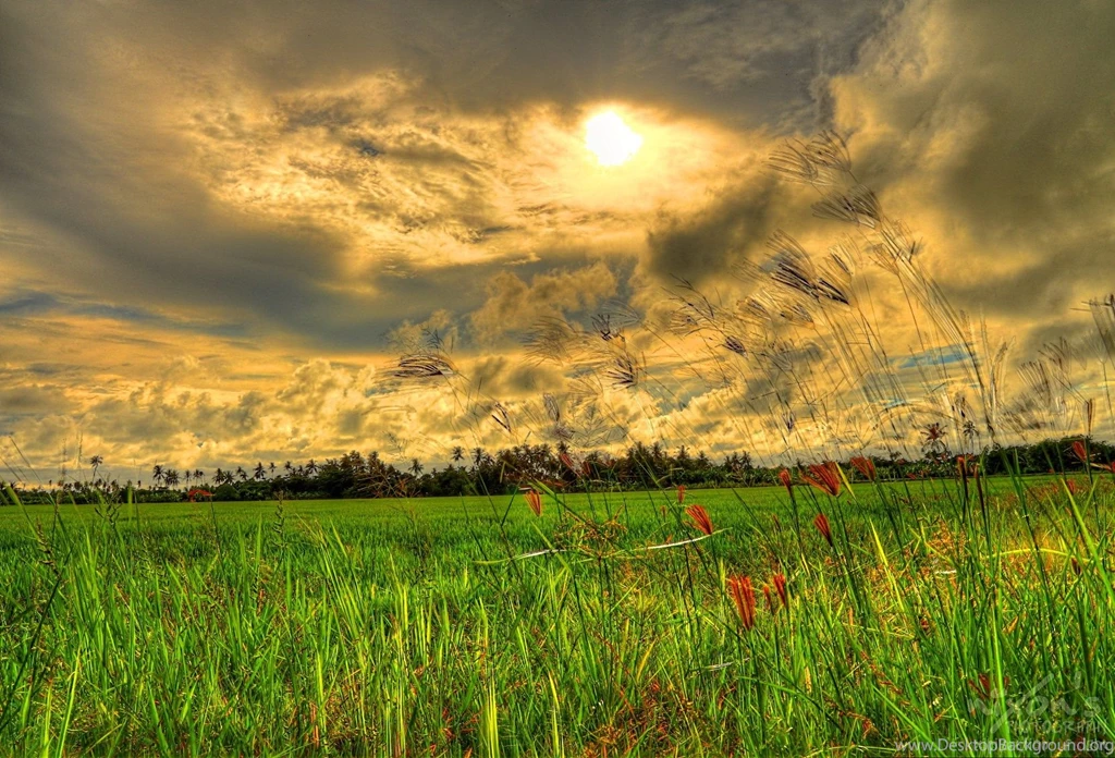 Paddy Field Wallpapers High Definition Desktop Background