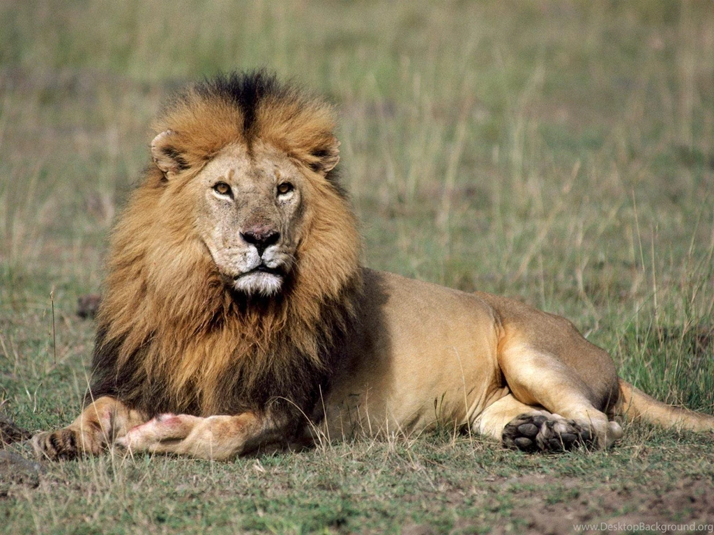 Lion High Definition Wallpapers