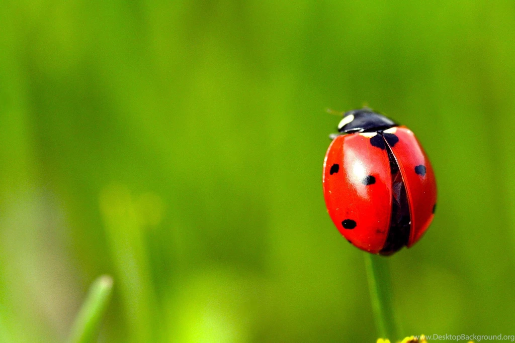 Macro Ladybird Beetle HD Wallpapers