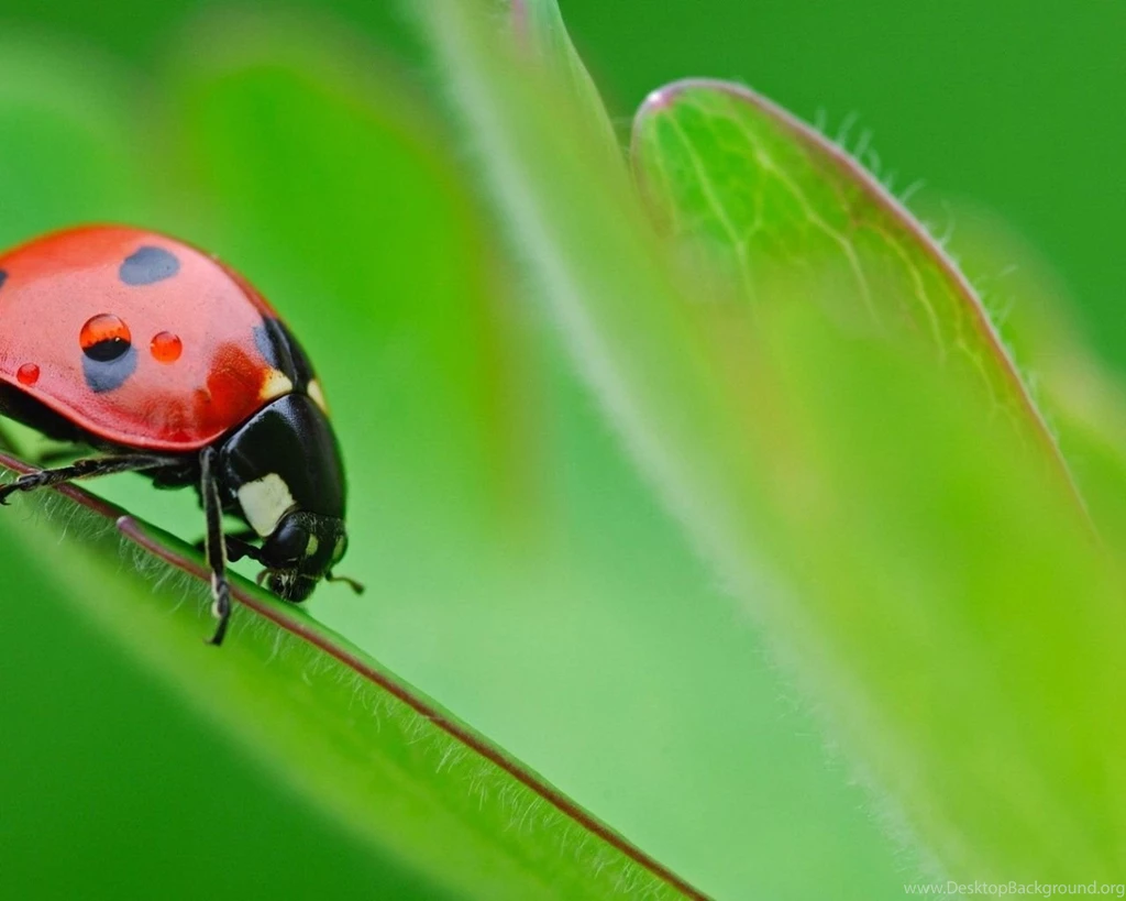1280x1024 Ladybird Desktop PC And Mac Wallpapers