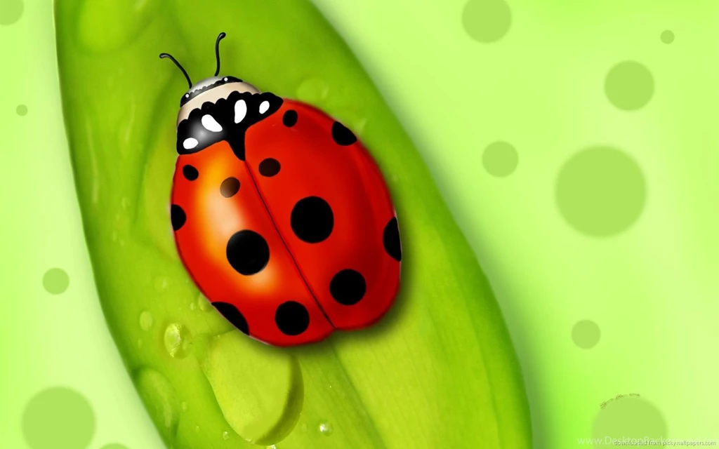 Download 1440x900 Ladybird On The Leaf Wallpapers
