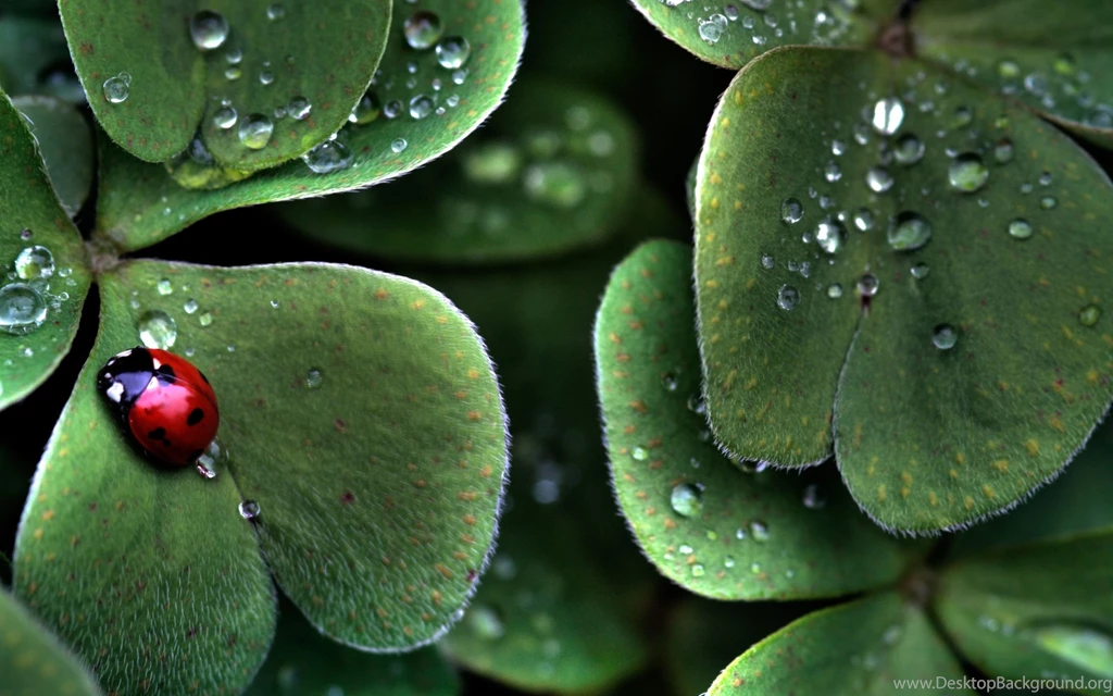 Ladybird Wallpapers And Images   Wallpapers, Pictures, Photos