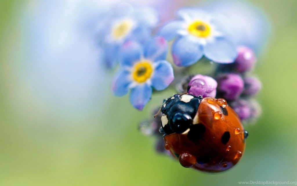 Ladybird Wallpapers Mobile