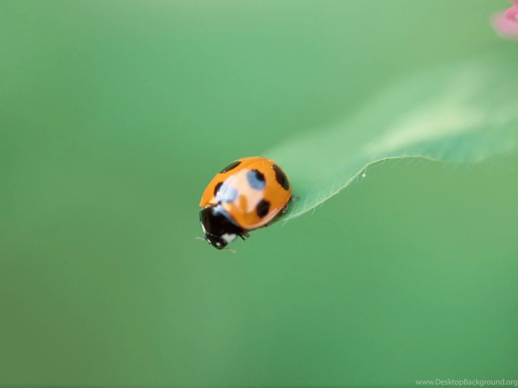 PC Wallpaper, Ladybird