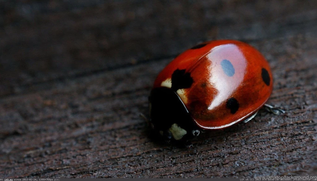 Album: Animals Wallpapers 1366x768 (full Images)