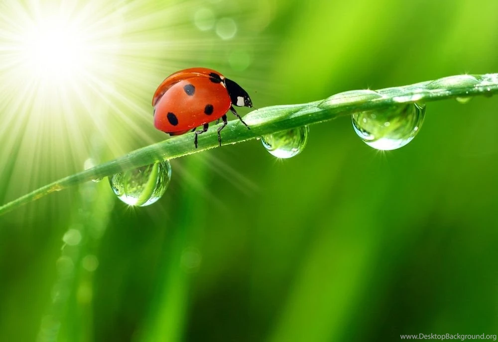 Bug Pictures / Bug Pics