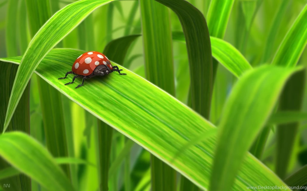 Wallpapers Green, Grass, Ladybug, Ladybird In The Grass.