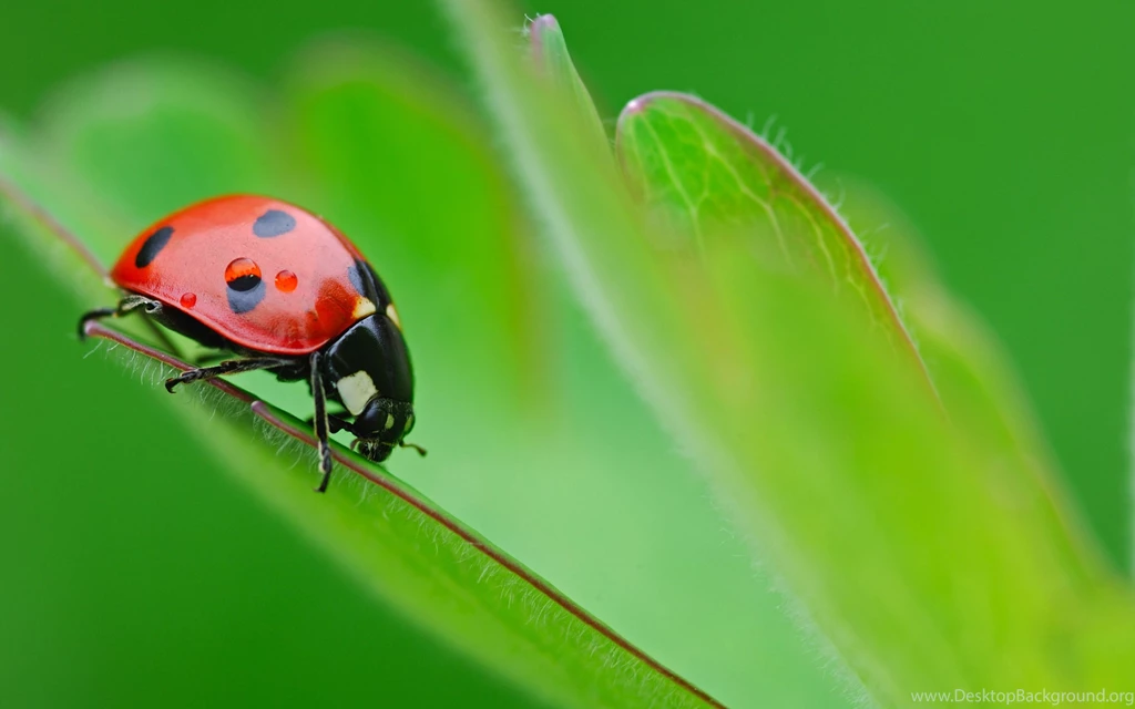 Download Wallpapers 3840x2400 Ladybird, Surface, Sheet, Insect ...