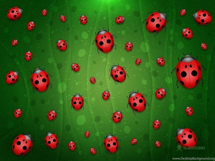 Bird Houses♡ On Pinterest