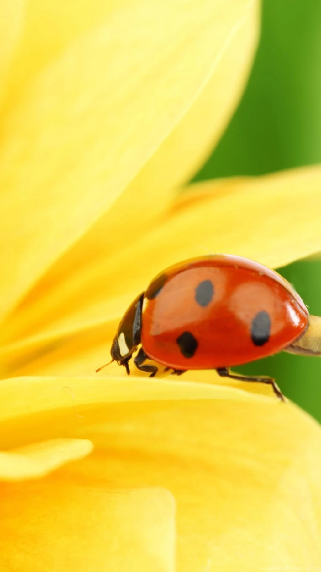 Download Wallpapers 1080x1920 Ladybird, Beetle, Flower, Macro ...