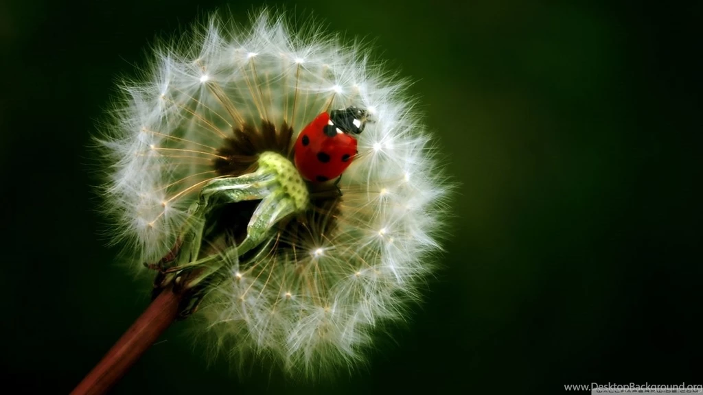 Ladybird On A Dandelion HD Desktop Wallpapers : High Definition ...