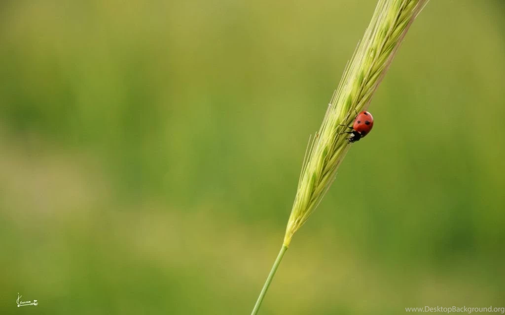 Ladybird Wallpapers By 7usaM On DeviantArt