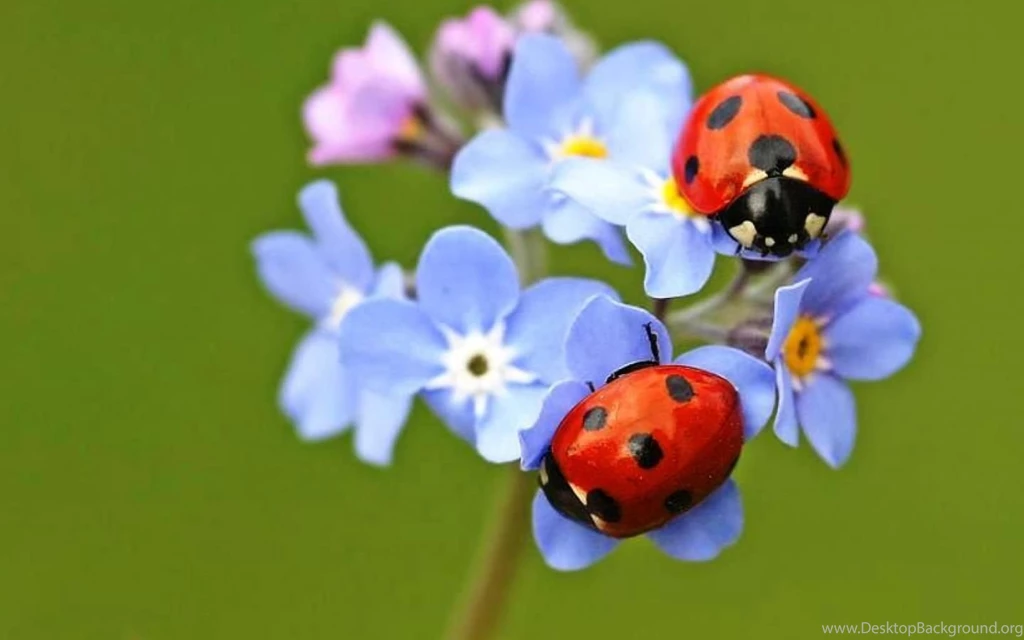 LADYBIRDS WALLPAPER (