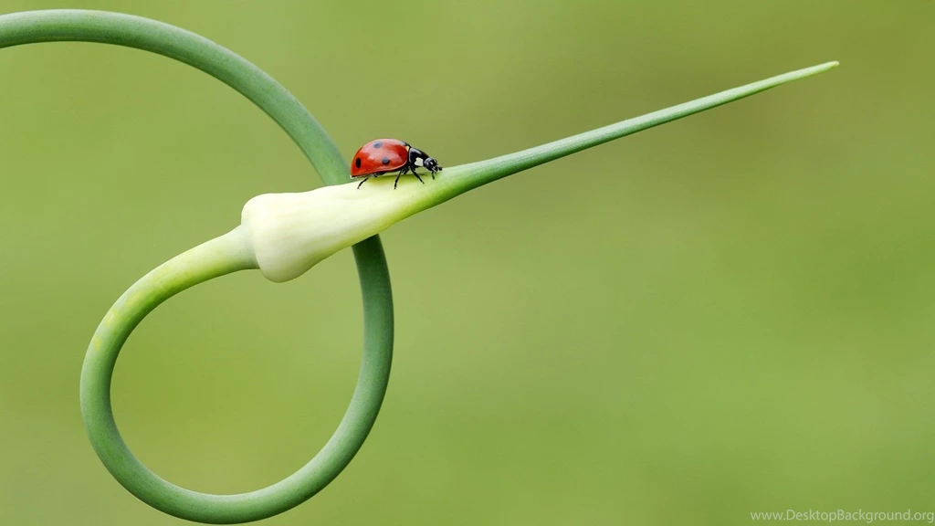 Plant And Ladybird Wallpapers Fullscreen