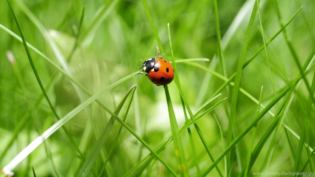 4K Ladybird Wallpapers