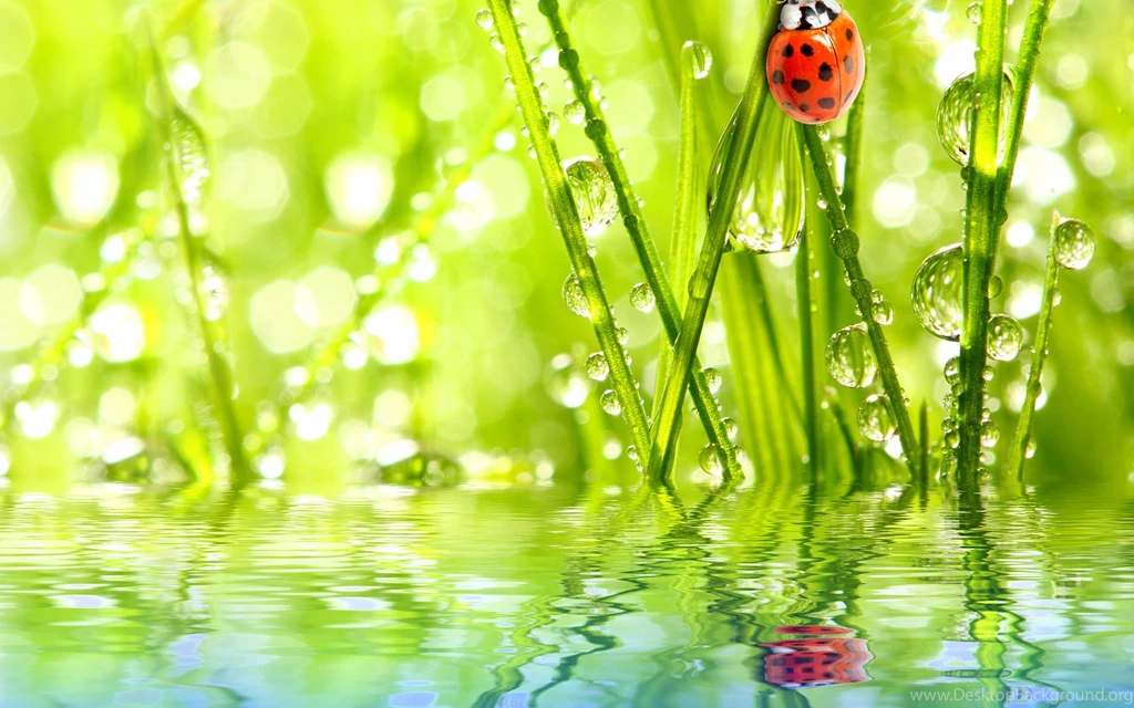 Ladybird And Drops / 2560 X 1600 / Macro / Photography