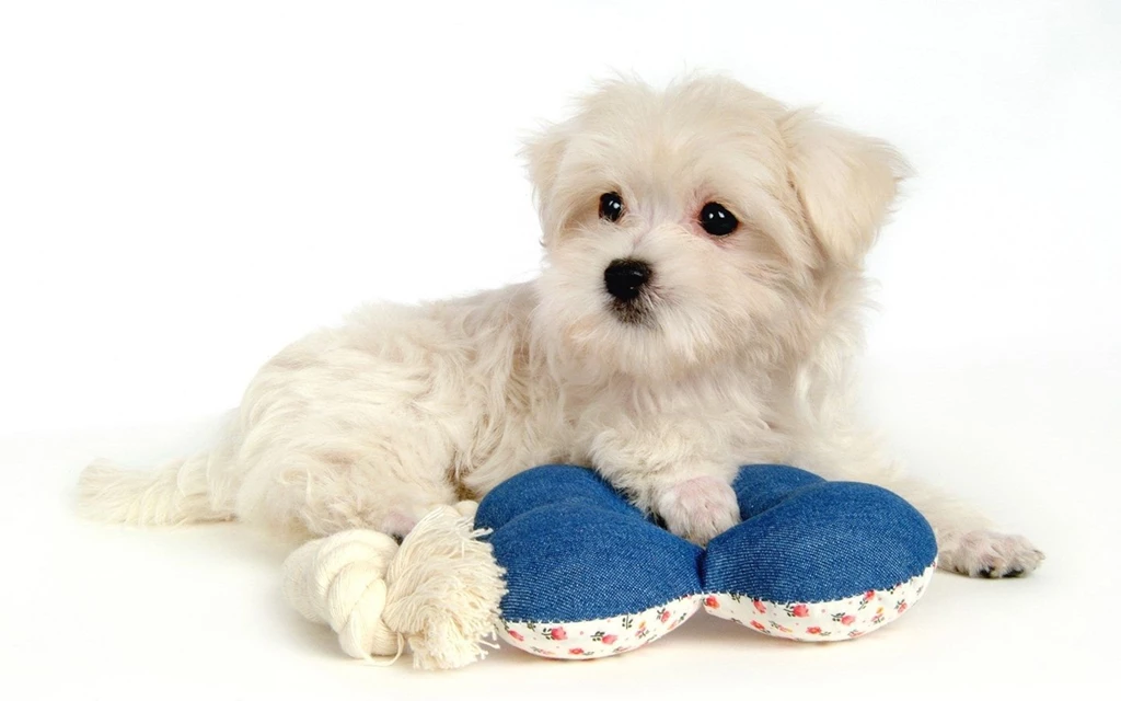 Maltese Puppies Wallpapers