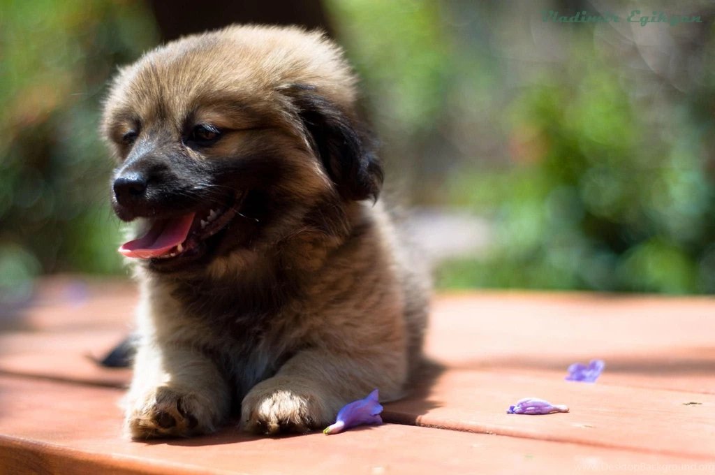 Dogs: Dog Dog Cute Puppys Sweet Animal Dogs Lovely Beautiful ...
