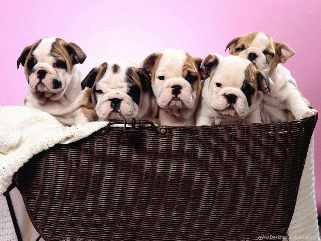 English Bulldog Puppies Wallpapers