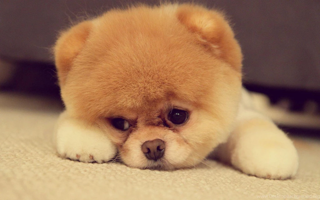 Cute Wallpapers >> Backgrounds With Quality HD