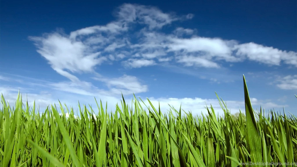 Windows 10 Wallpapers 1080p Full HD Grass With Blue Sky   HD Desktop