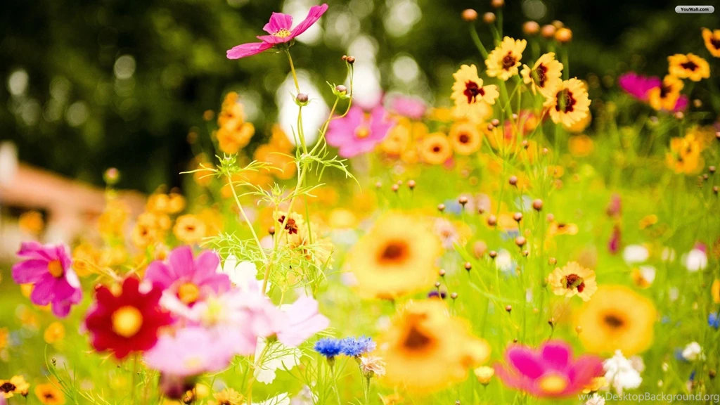 Amazing Flowers Wallpapers All Wallpapers New