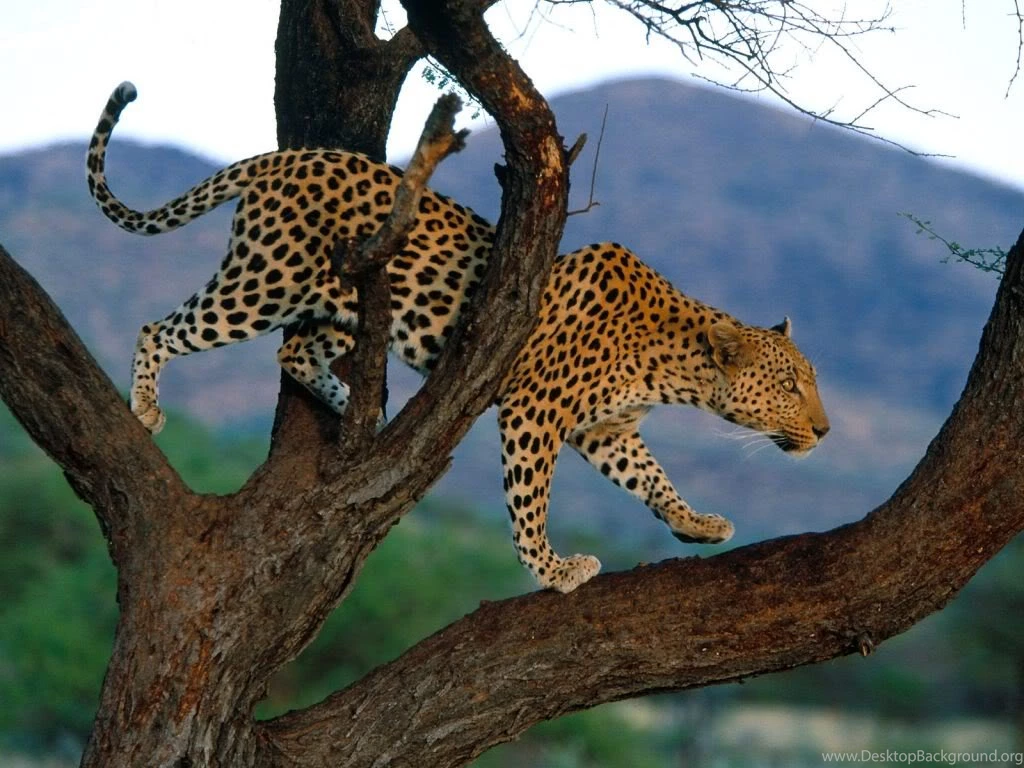 Amazing Leopard africa Free Wallpapers
