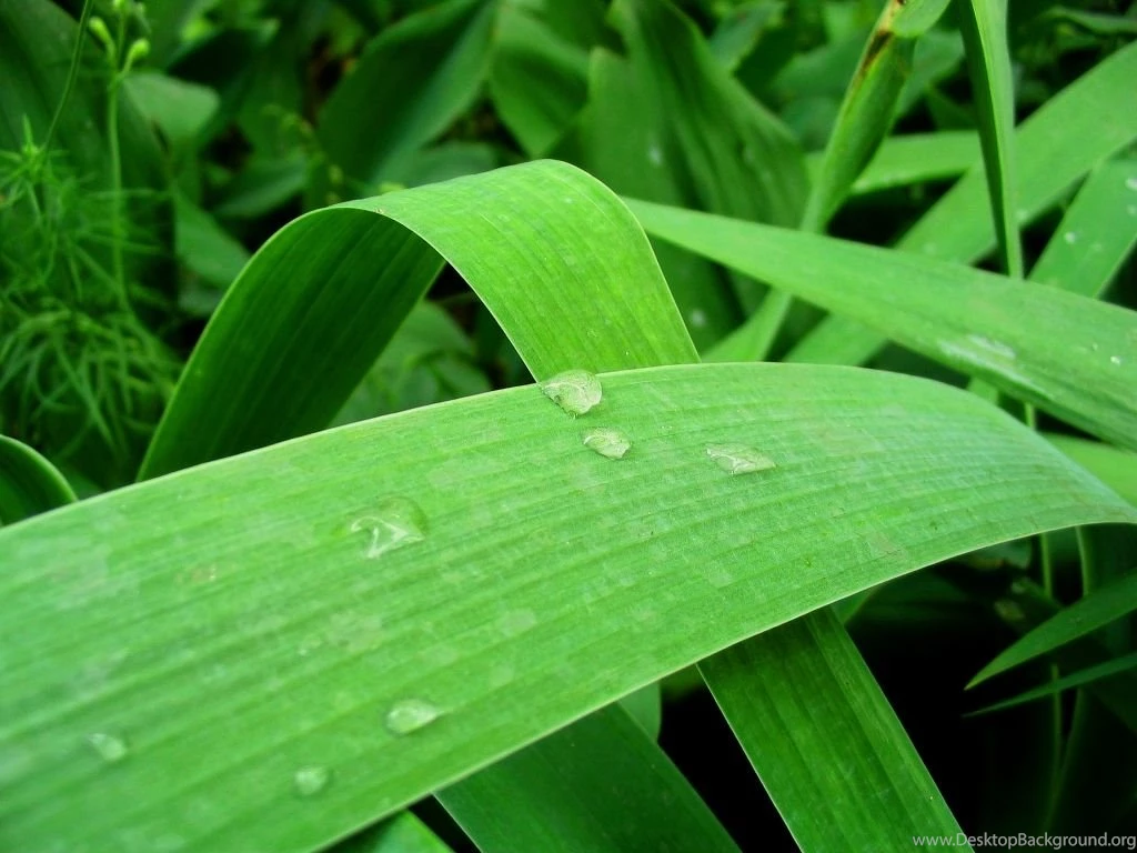 Download Vista Grass On CrystalXP.net   Wallpapers