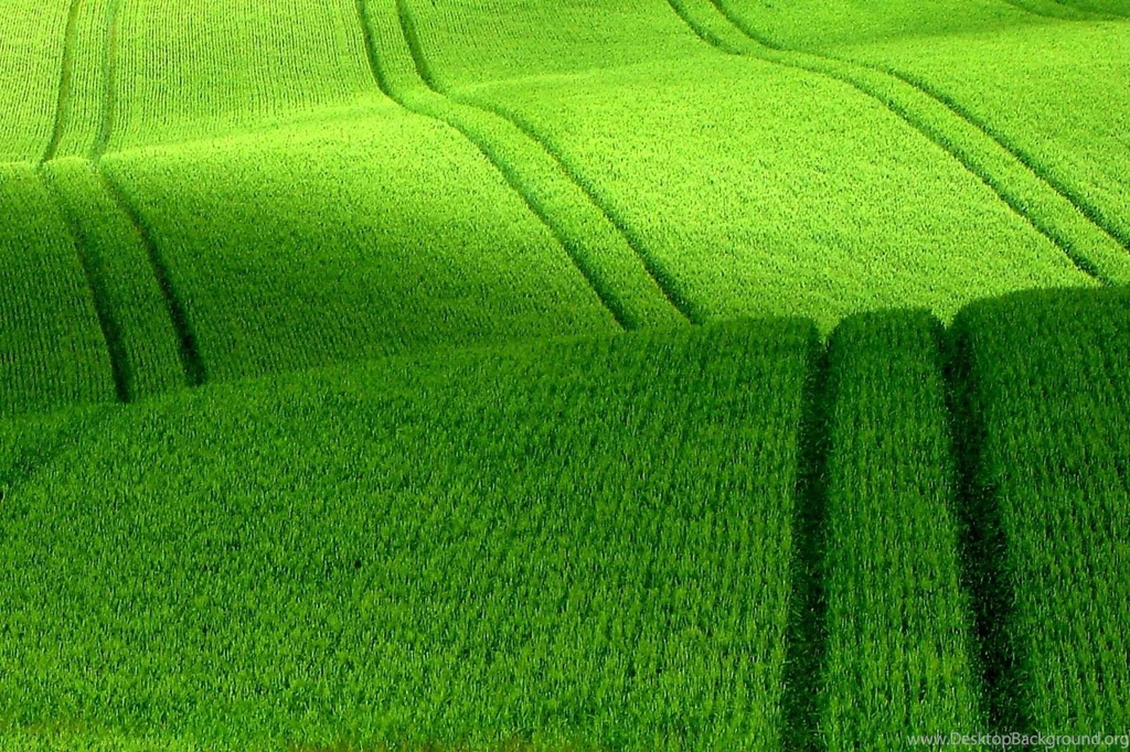 1018 grass windows wallpapers