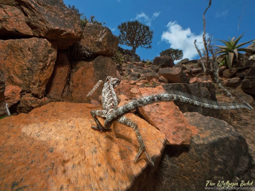 Beatutiful Wildlife Animal Never Seen Before High Definition ...