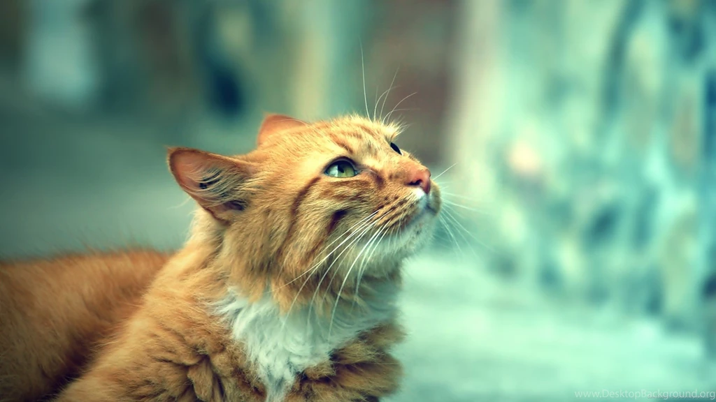 Download 2560x1440 Hipster Filter Cat Wallpapers