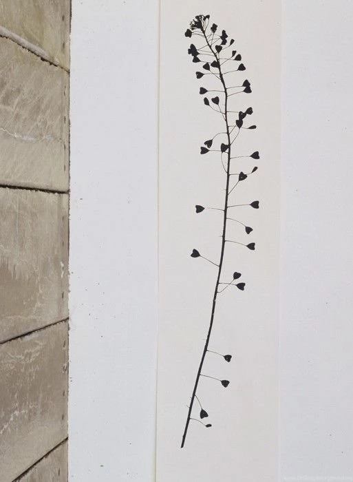 Heartweed Wallpapers Panel By Tracy Kendall