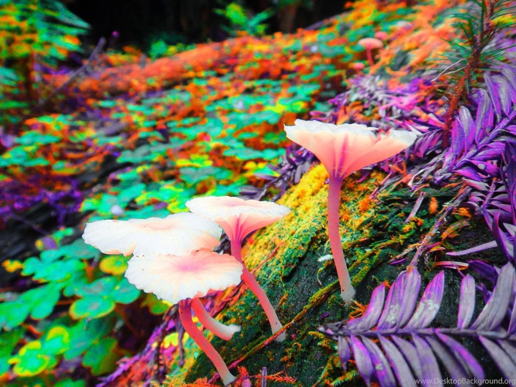 Shrooms Backgrounds Wallpapers Cave