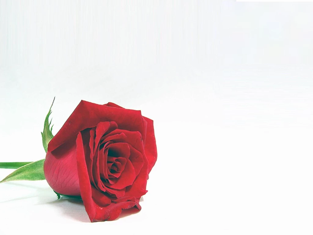 Red Rose Backgrounds For Powerpoint Templates Ppt Backgrounds
