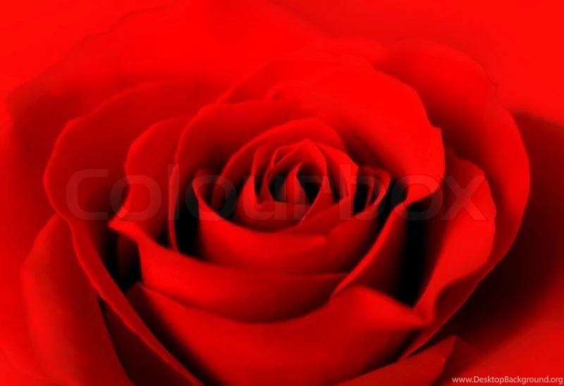 Beautiful Red Rose Backgrounds