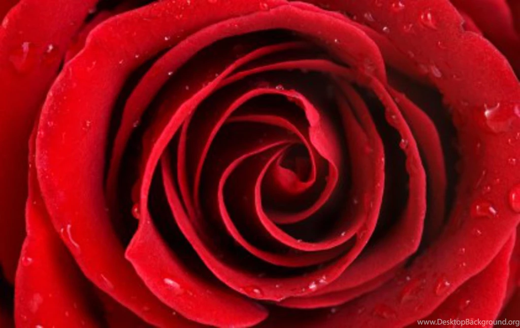 Red Rose Backgrounds Free Backgrounds