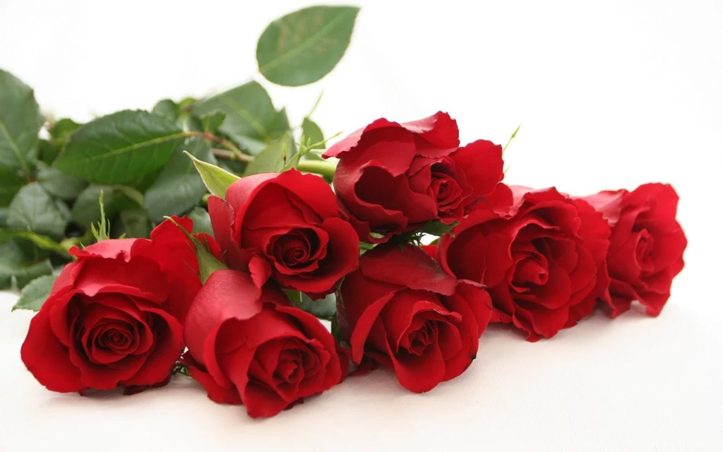 Red Rose Backgrounds Wallpaper.