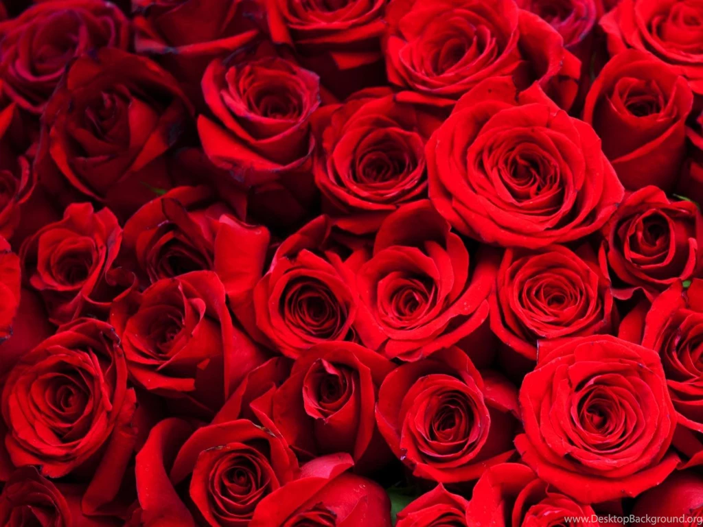 Wallpapers For Red Rose Flower Backgrounds Wallpapers
