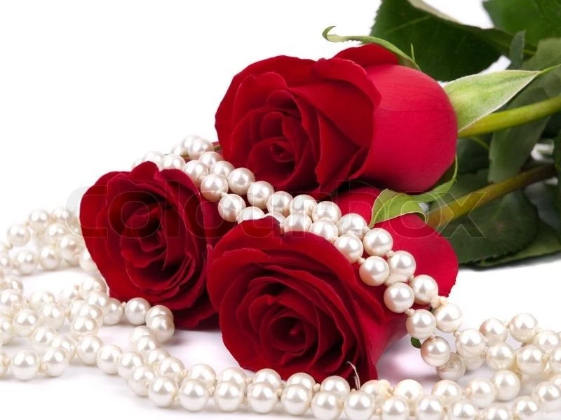 Red Rose And Pearls As Backgrounds