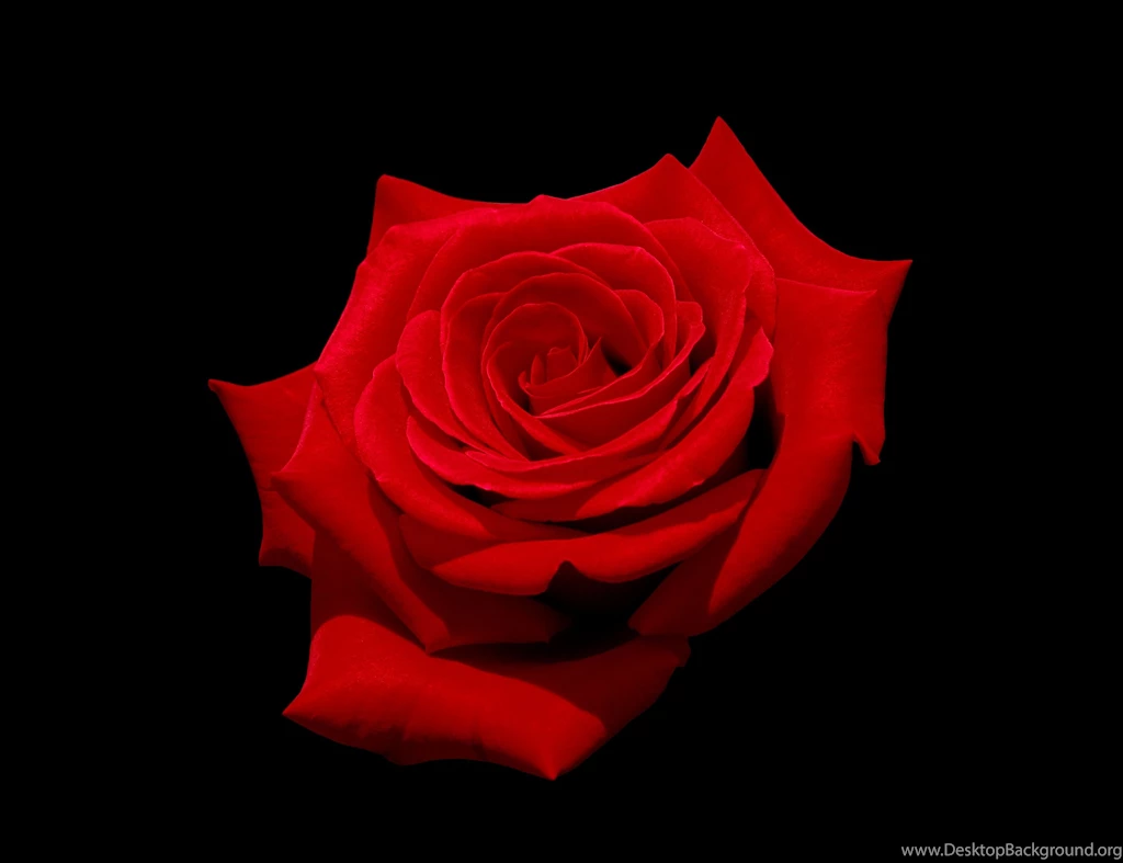 File:Red Rose With Black Background.jpg Wikimedia Commons