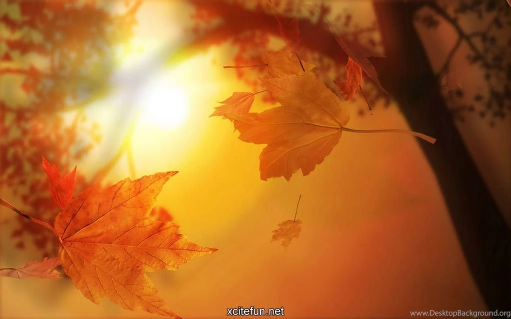 New 3d Cool Wallpapers Beautiful Desktop Wallpapers : Misc ...