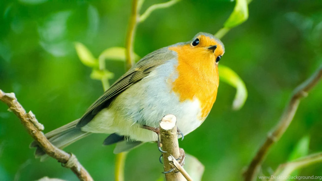 Evening Grosbeak HD Wallpapers, Evening Grosbeak Photos, New ...