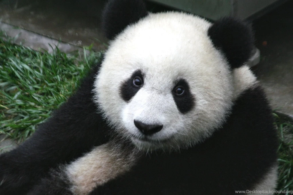 Panda Bear Wallpapers