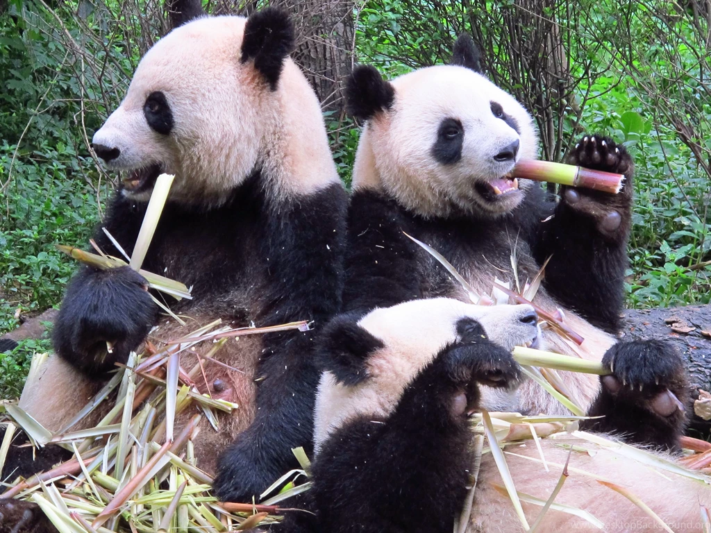 Panda Bears HD Wallpapers