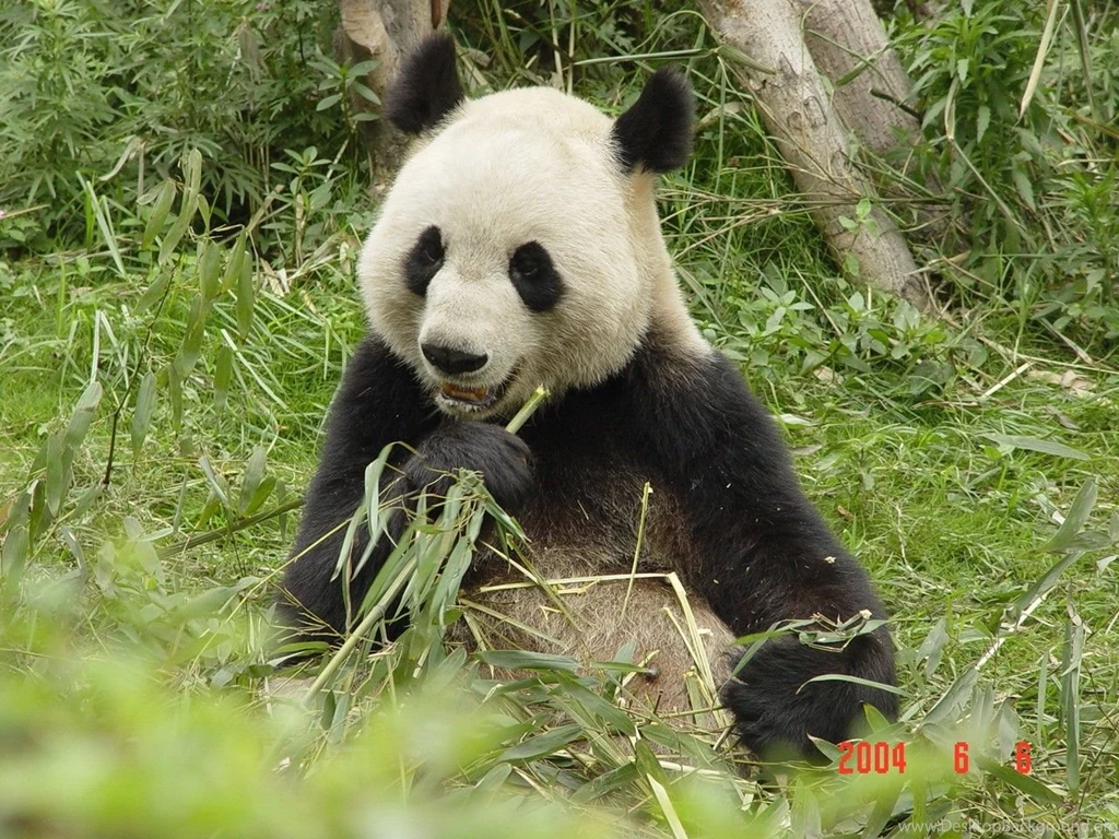 HUNGRY PANDA Bears Animals Bears Wallpapers Gallery ~ Bears For HD ...