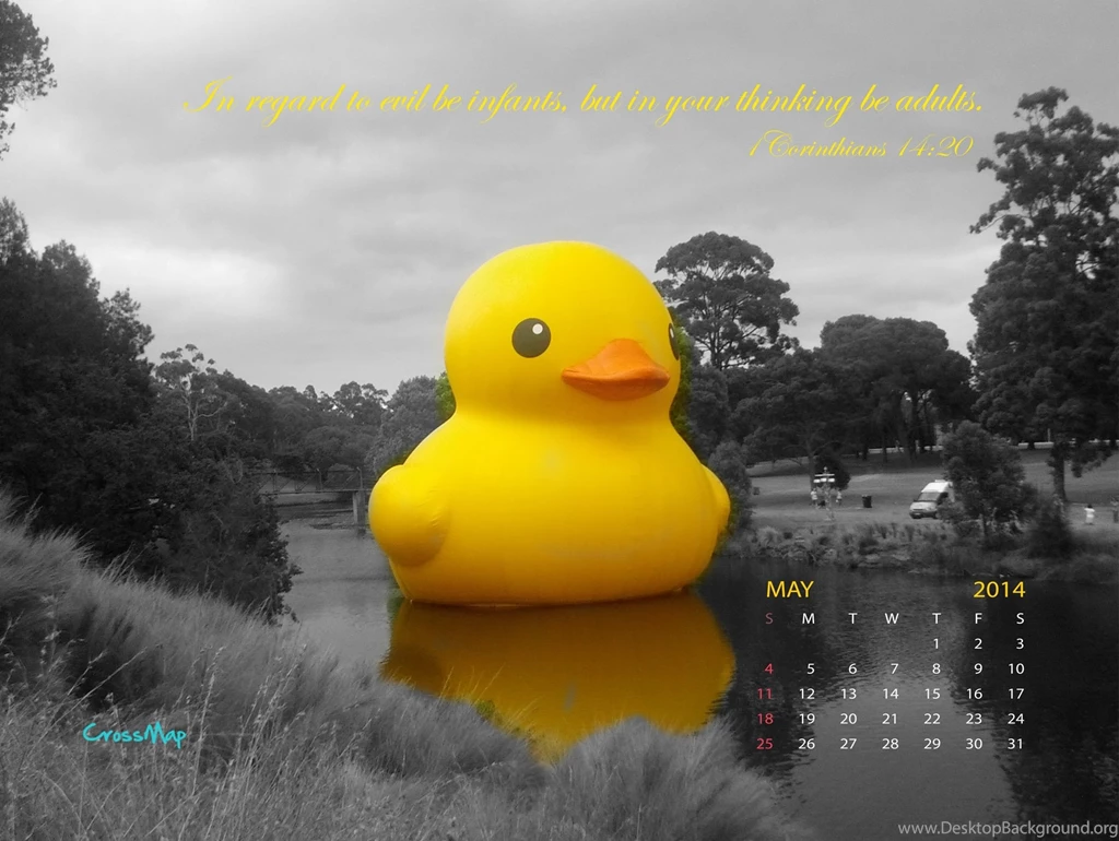 Yellow Rubber Duck 2014 Calendar Wallpapers May
